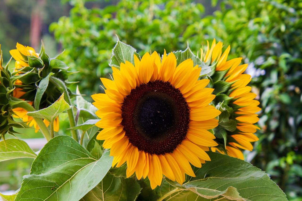Sunflower Yellow Nature - Free photo on Pixabay