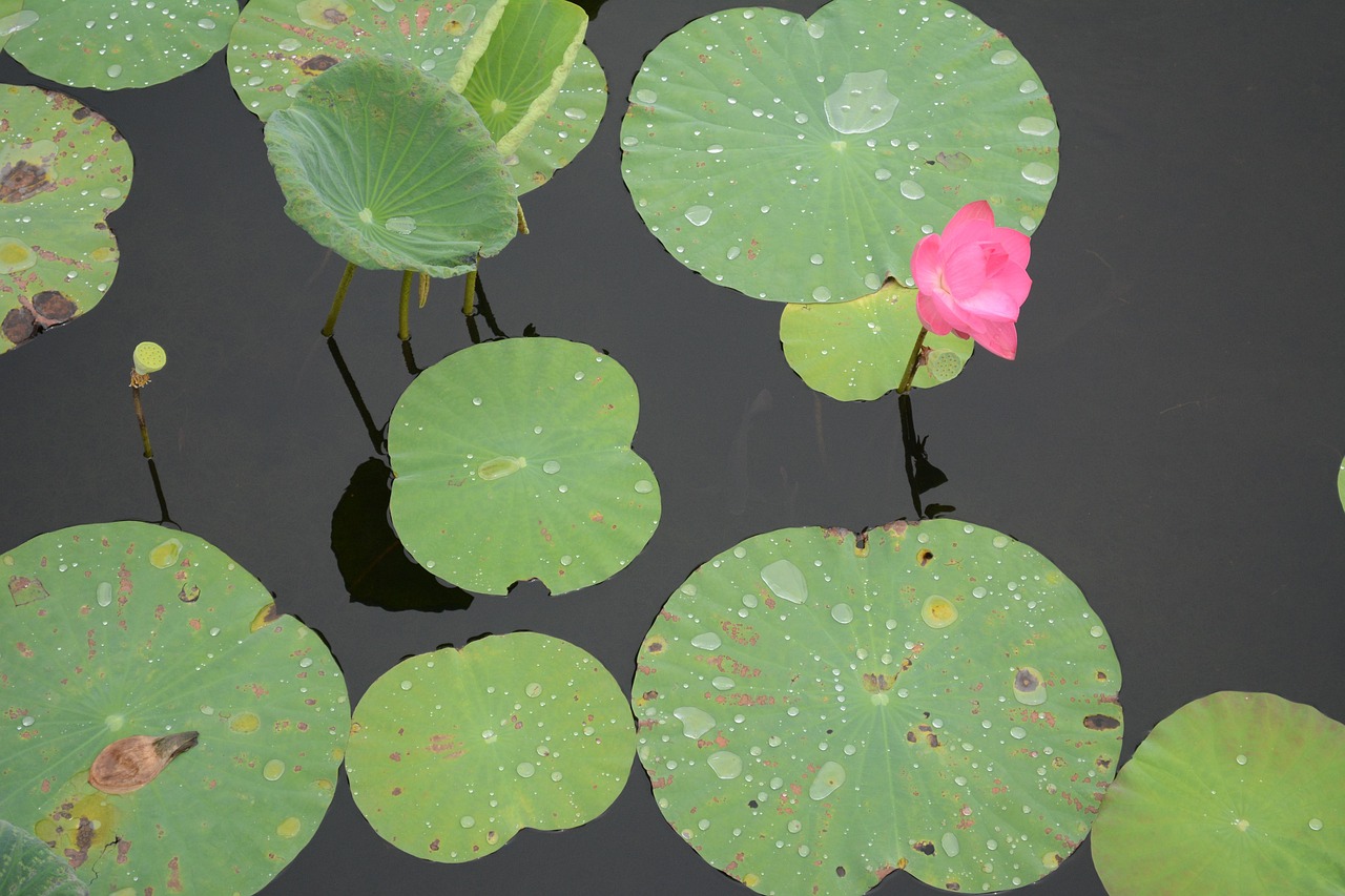 Lotus Fresh Flower Free photo on Pixabay Pixabay