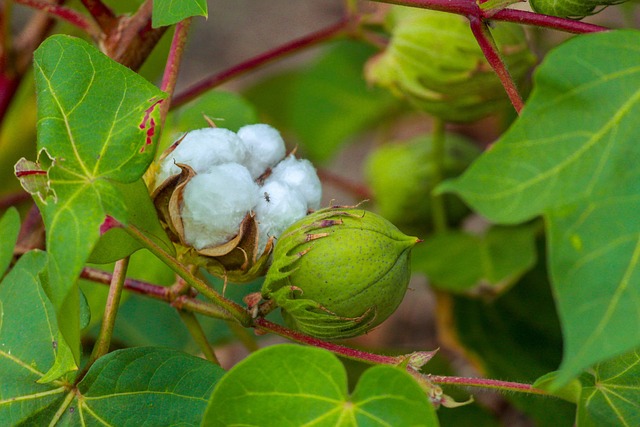 Free Cotton Plant photo and picture