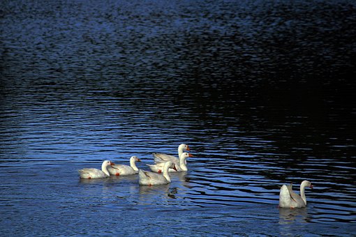 Free Light Water photo and picture