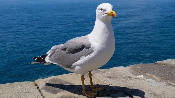 Måke, Hav, Fugler, Natur, Sjøfugl, Dyr