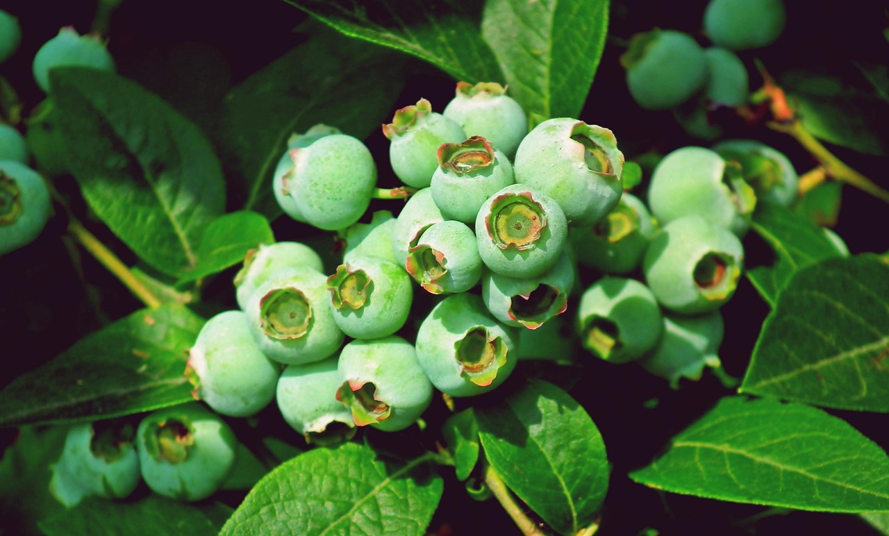 Blueberry Fruit Nature Free photo on Pixabay Pixabay