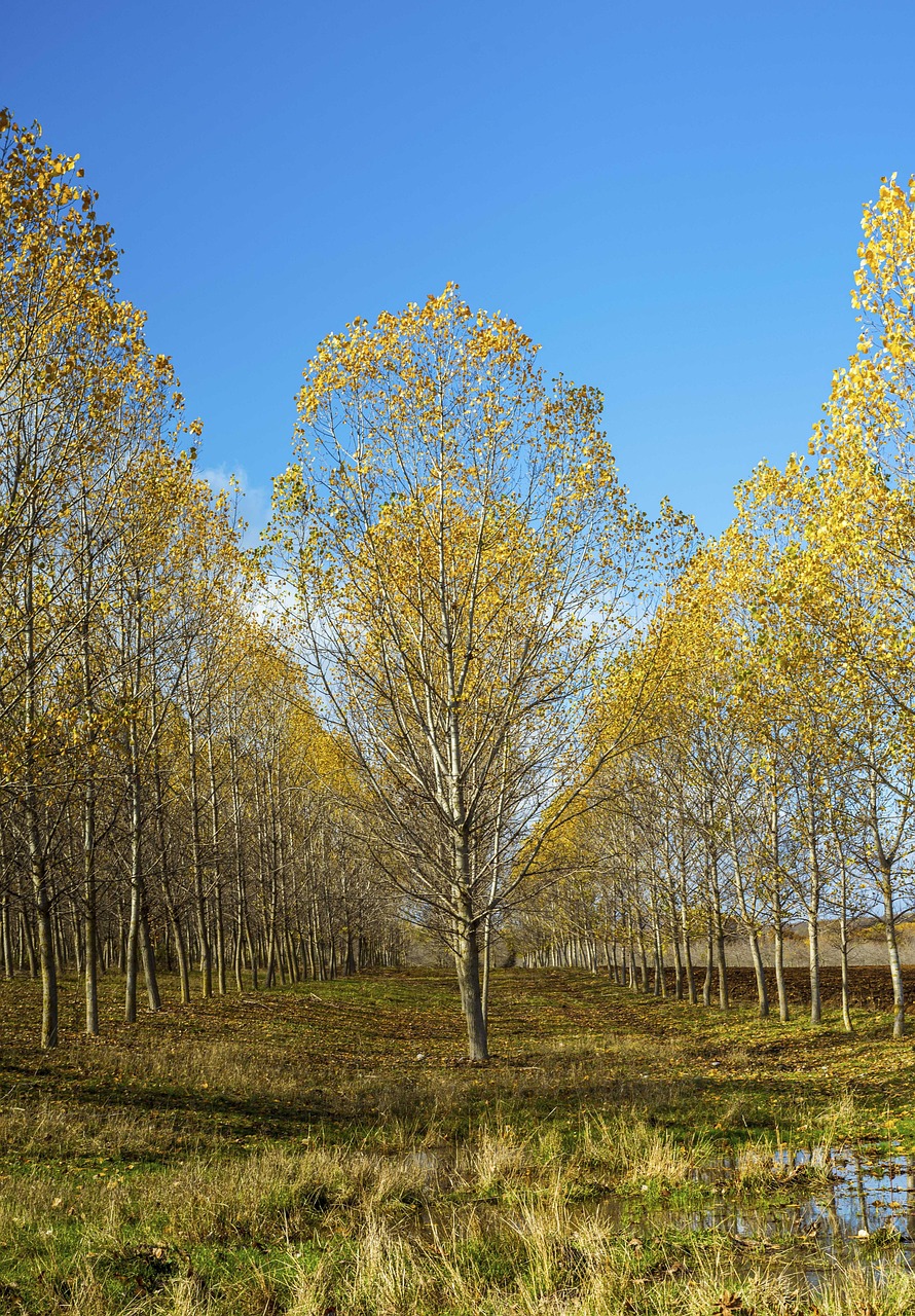 Toile De Fond d'Arbres d'Automne Jaune Rouge Pour La Photographie SH-749 main image 1