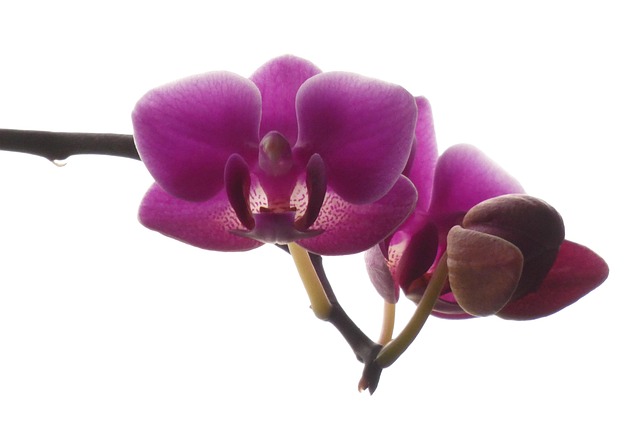 Orquídea, Planta Exótica, Flor
