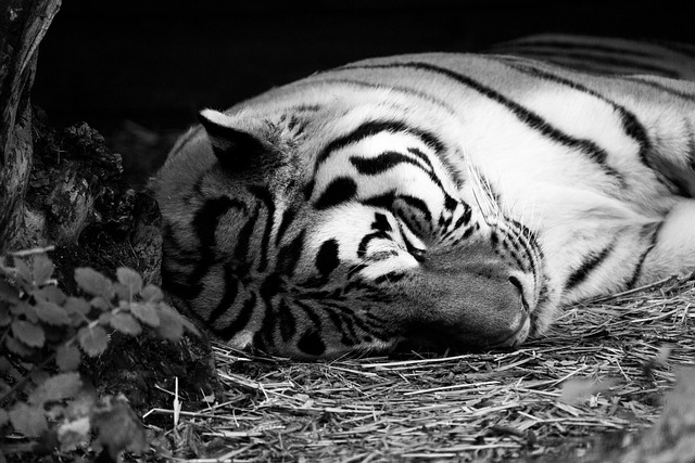 Free Tiger Zoo photo and picture