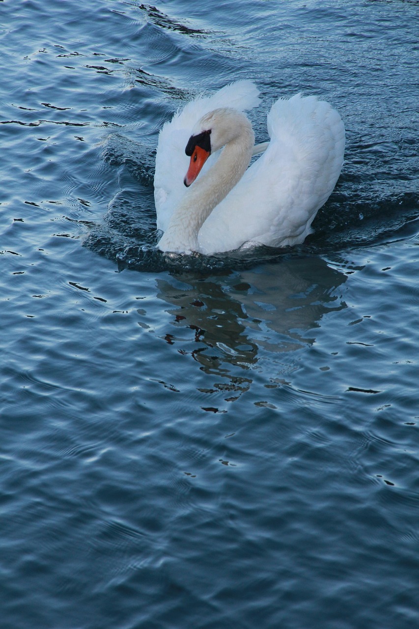 Cygne Animal L'Eau - Photo gratuite sur Pixabay - Pixabay
