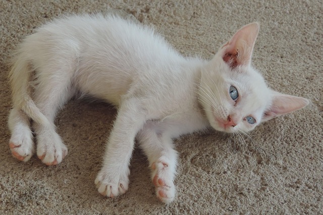 Free Kitty White photo and picture