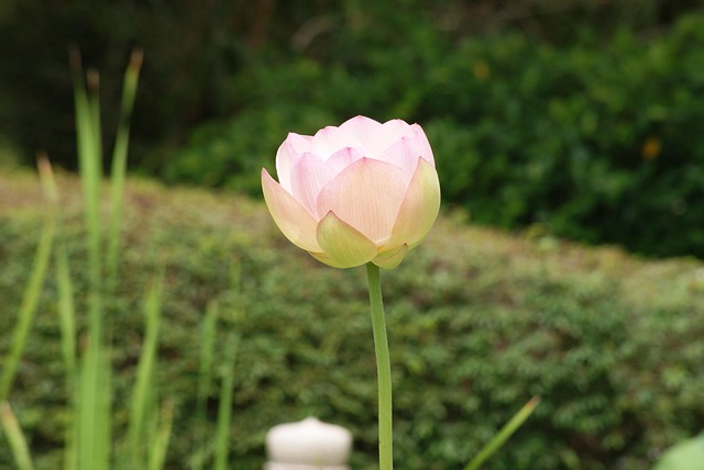 Free Flower Beautiful Flowers photo and picture