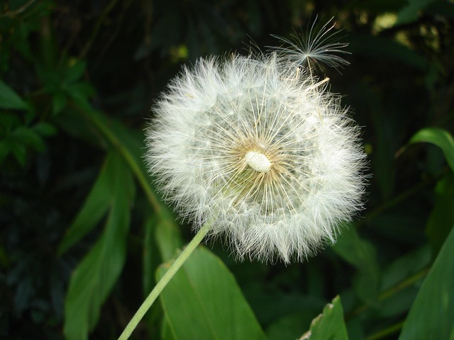 Free Flower The Teeth Of The Lion photo and picture