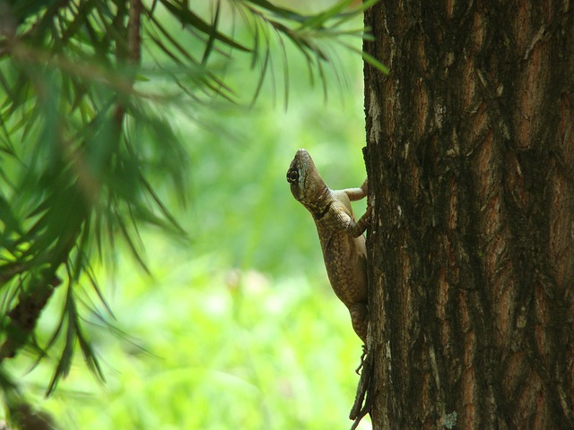 Free Lizard Animal photo and picture