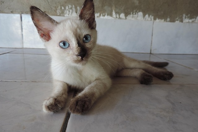 Free Kitty Gata photo and picture