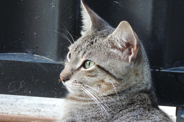 Free Cat Kitten photo and picture