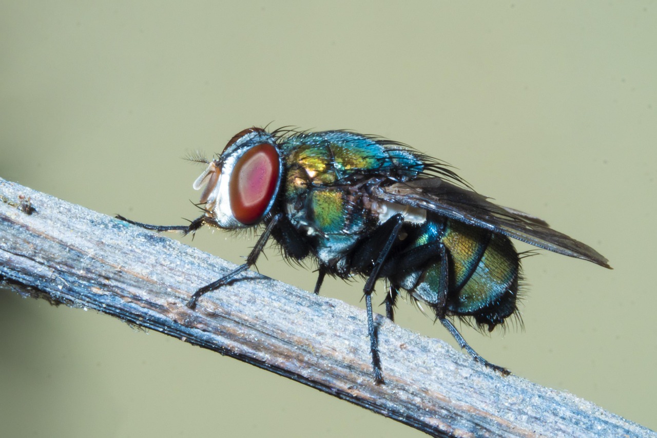 Macro Inset Fly - Free photo on Pixabay - Pixabay