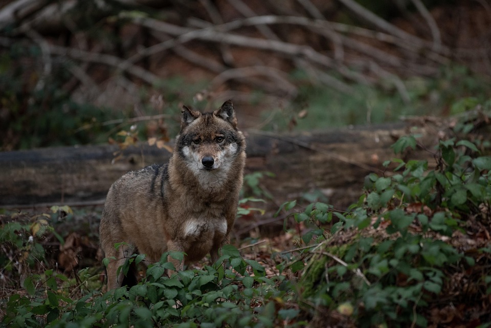 Wolf Forest Nature - Free photo on Pixabay