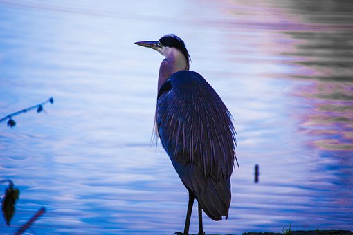 Free Bird Heron photo and picture
