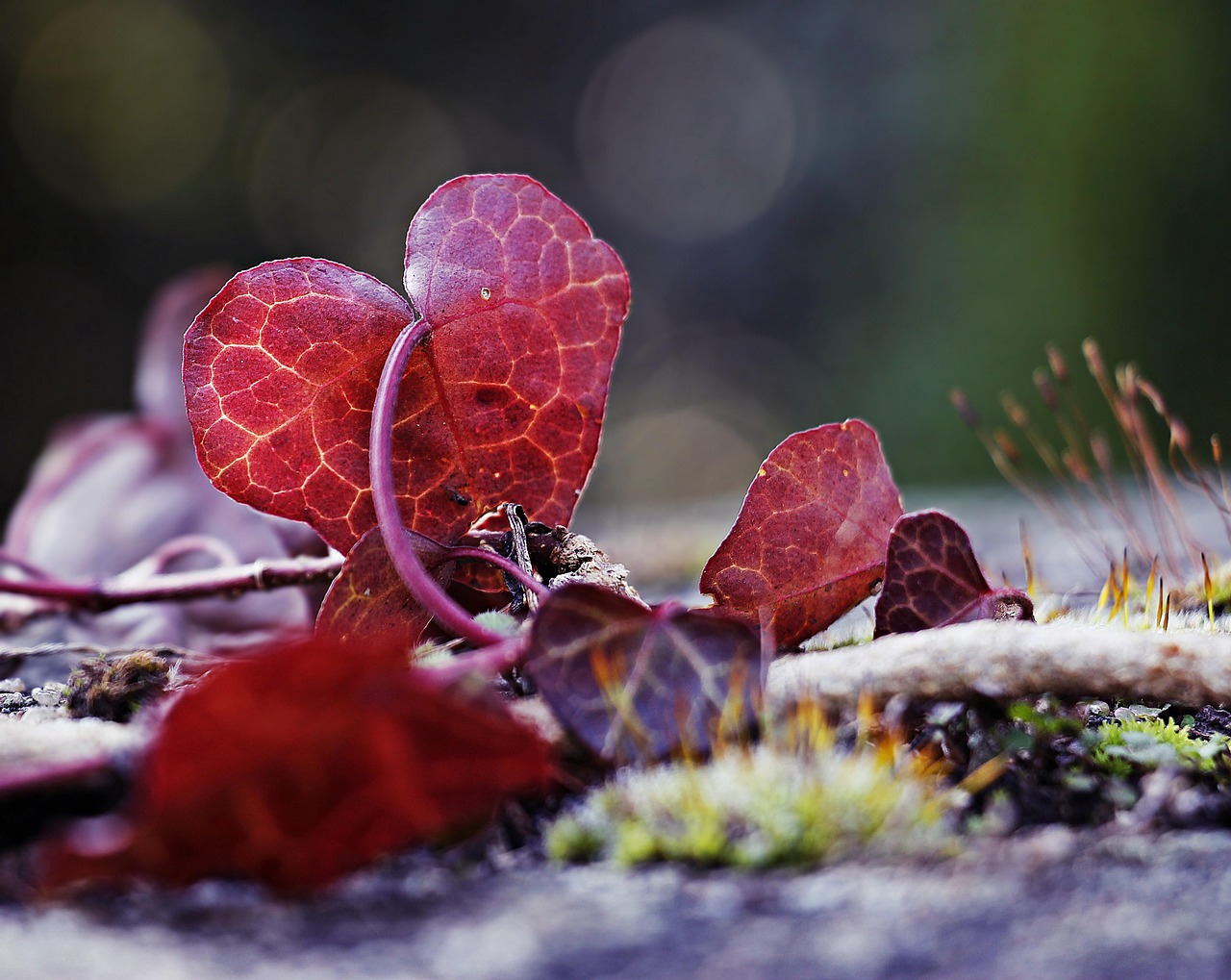 https://cdn.pixabay.com/photo/2019/11/27/12/58/forest-4656922_1280.jpg