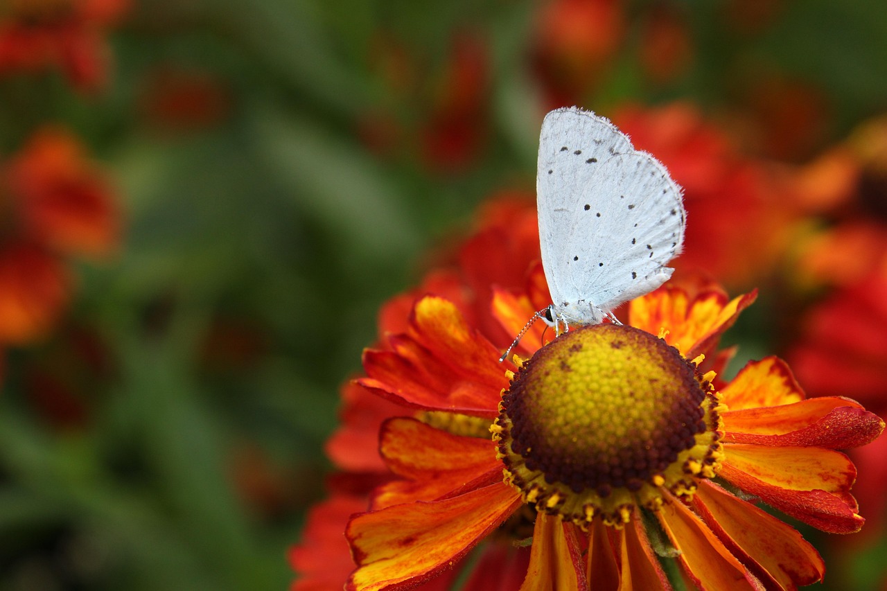Butterfly Little Blue Nature Free photo on Pixabay Pixabay