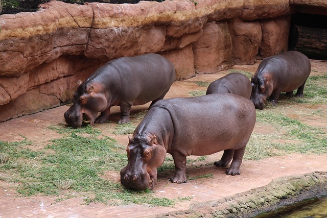 Free Zoo Hippo photo and picture