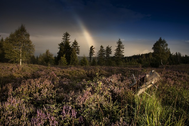 Free Schwarzwaldhochstraße Landscape photo and picture