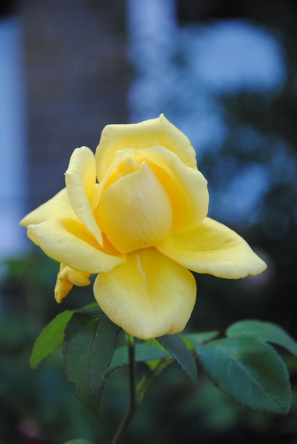 Free Yellow Rose Rose photo and picture
