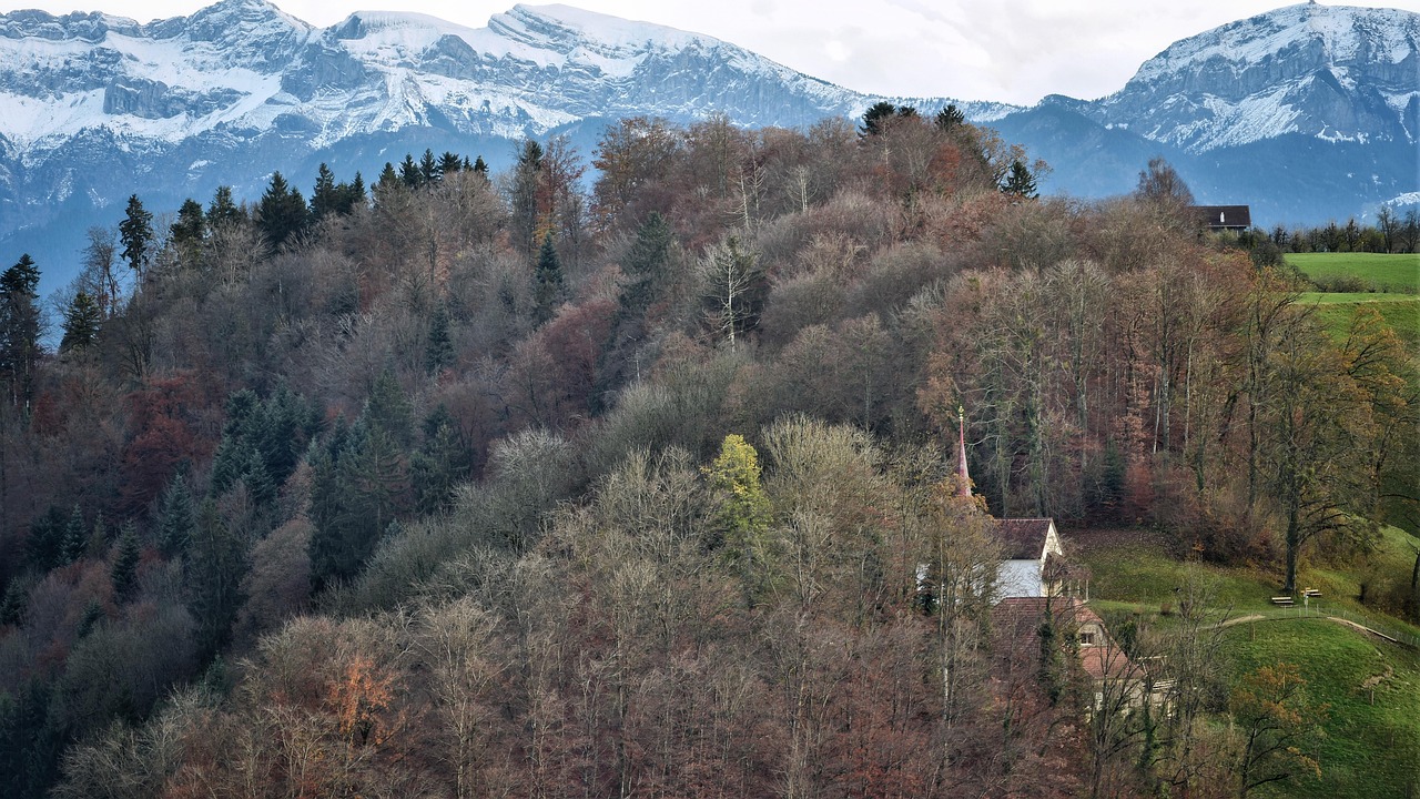 Autumn Forest - free online jigsaw puzzle photo