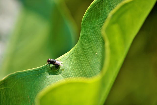 Free Fly Flower Background photo and picture