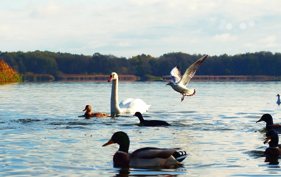 mute-swan-4658355_960_720.jpg