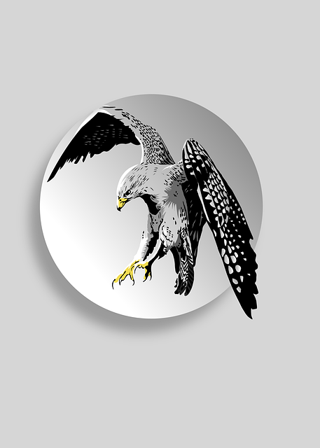 Free bird kite hawk illustration