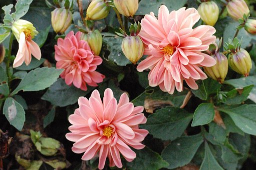 Dahlia, Natur, Blomster, Sommer, Plante