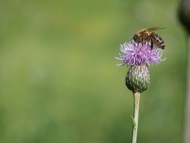 Free Bee Nature photo and picture