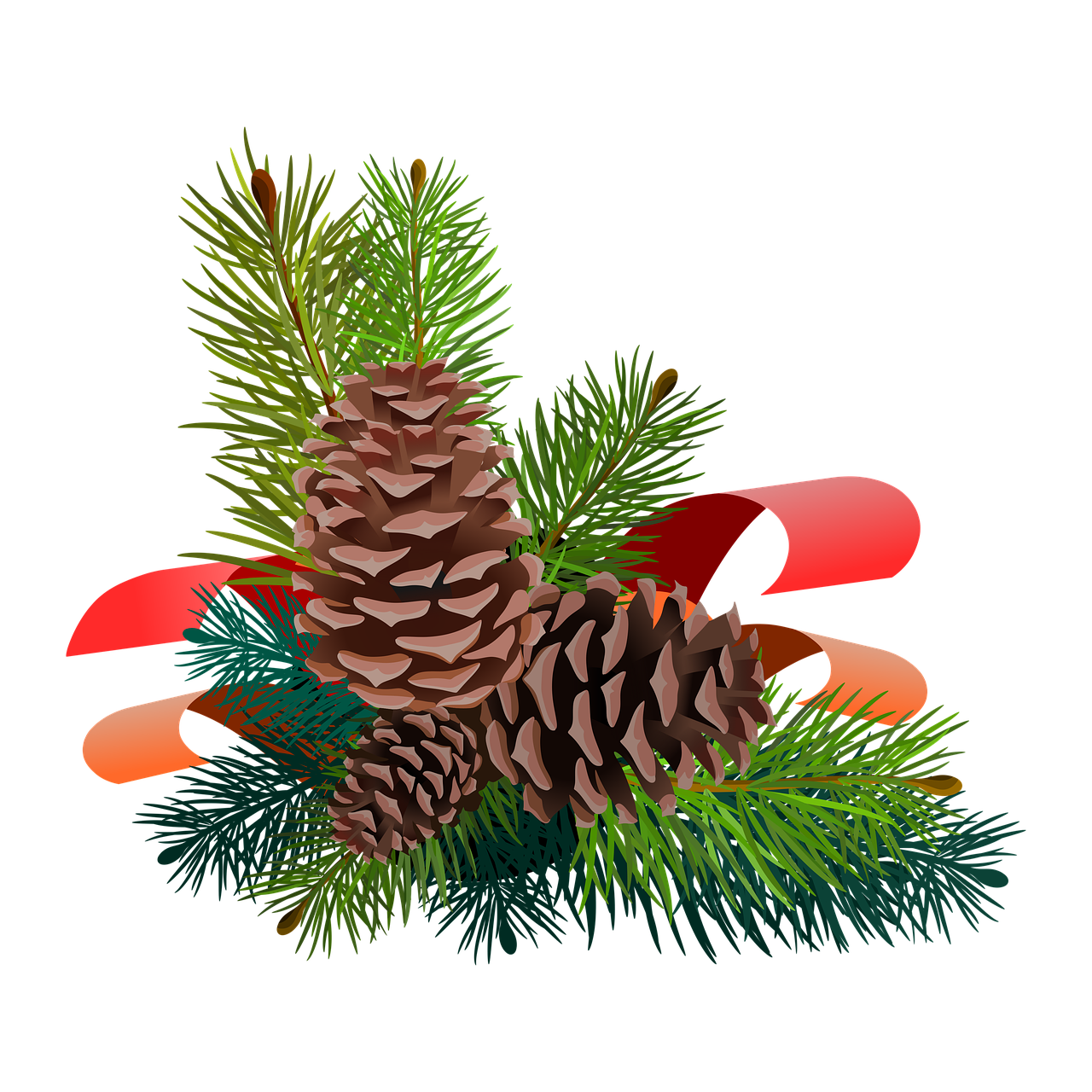 Free illustration pine cone pine illustration