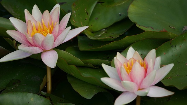 Free Flowers Flower Wallpaper photo and picture