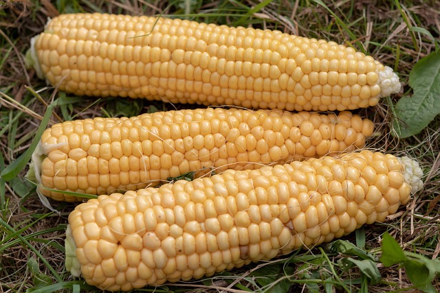 Free Corn Ear photo and picture