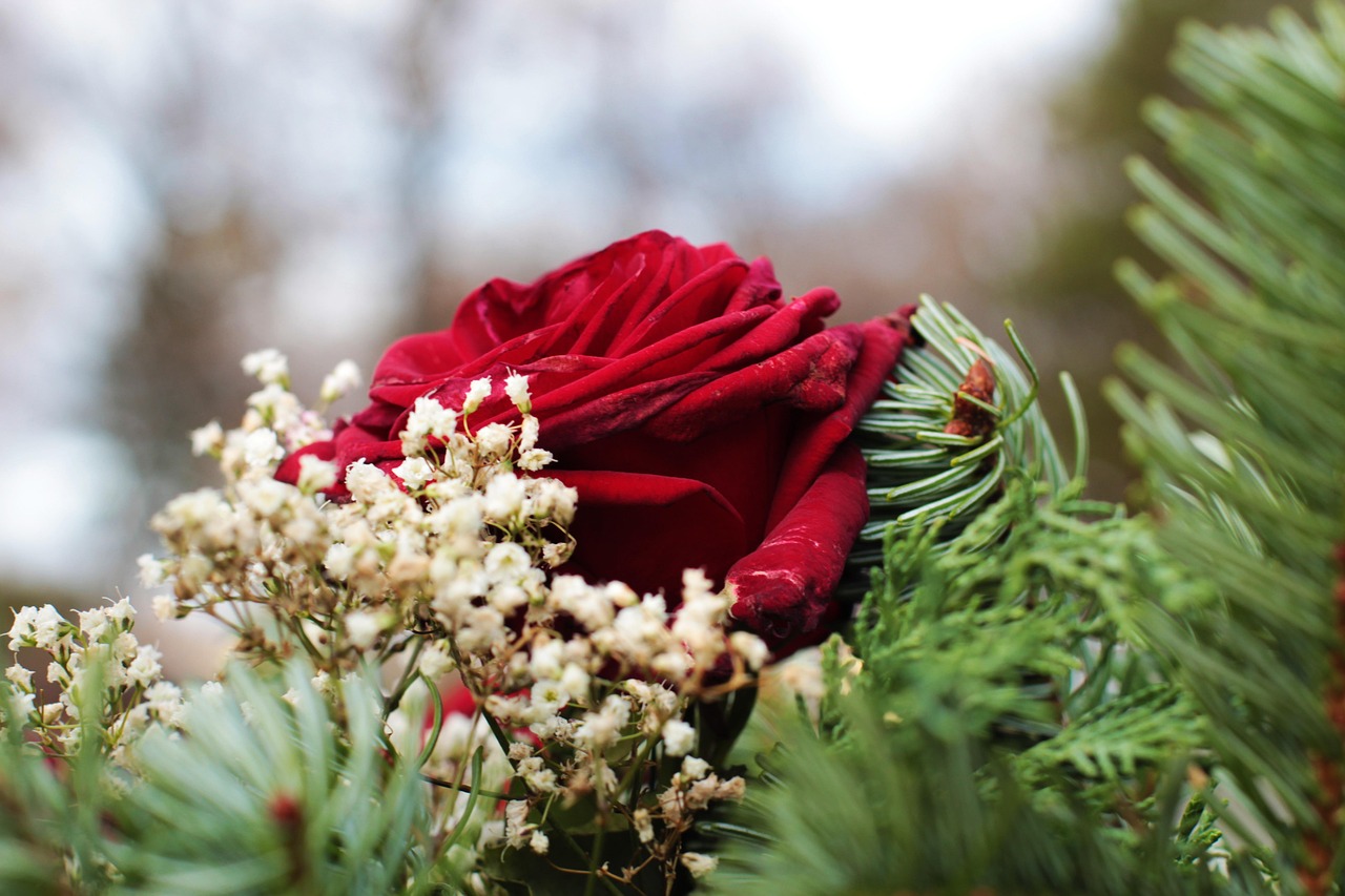 rose-bijoux-arrangement-de-fleurs-photo-gratuite-sur-pixabay-pixabay
