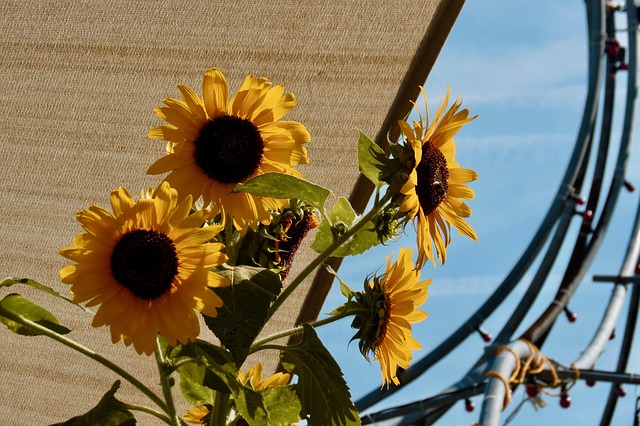 flowers, yellow, beautiful flowers, geometry, festival, music, flower, spring, nature, plants, garden, petals, flower wallpaper, sunflower, green, blue, colorful, flora, natural, environment, petal, flower background, summer, season, provence, botanical, sheets