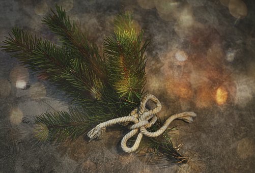 Free Branch Pine photo and picture