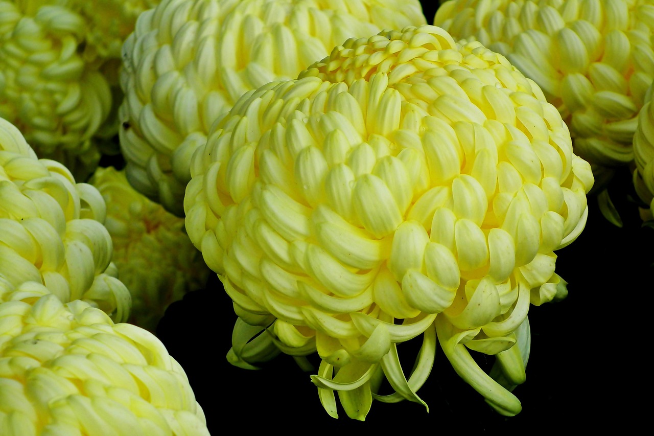 Chrysanthemums Flowers Autumn Free photo on Pixabay Pixabay