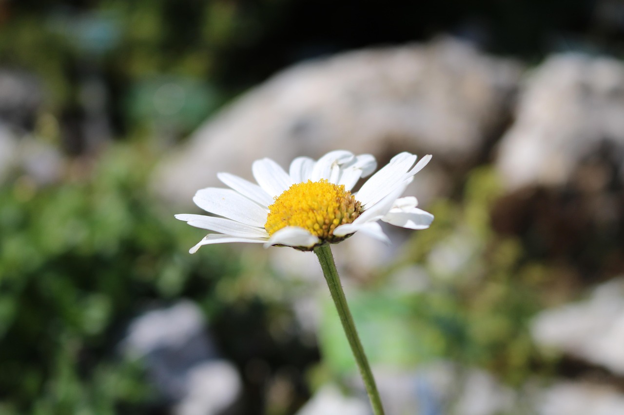 Pequeña Flor Exterior Foto gratis en Pixabay Pixabay