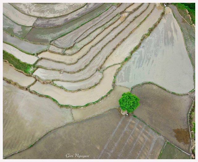 Rice Field, Rijst, Landschap, Planten