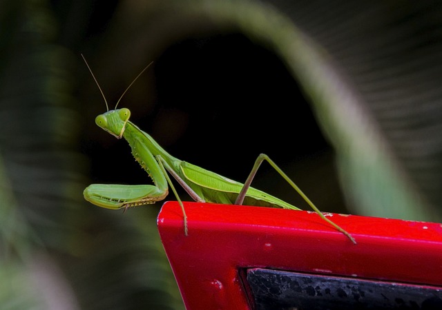 Mantis, Bug, Insekt, Rovdyr, Entomologi
