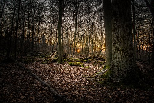 Free Forest Sunset photo and picture