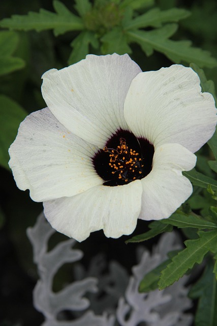 Free Flower Nature photo and picture