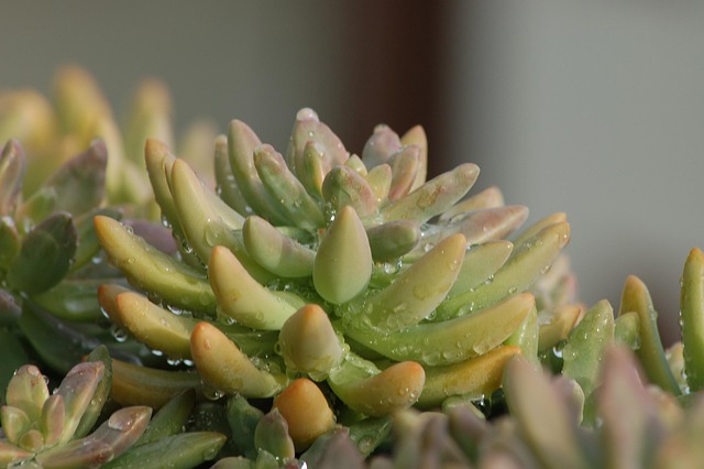 ละอองฝอย, Succulent ต้นไม้, Droplet