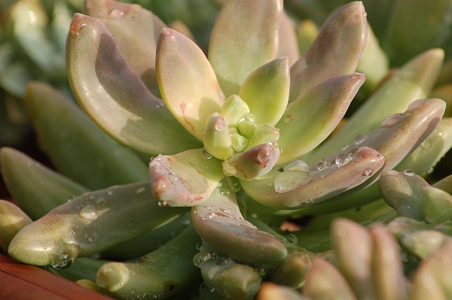 ละอองฝอย, Succulent ต้นไม้, ธรรมชาติ