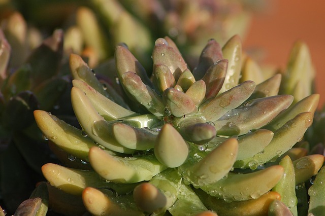 ละอองฝอย, Succulent ต้นไม้, Droplet, ฝน