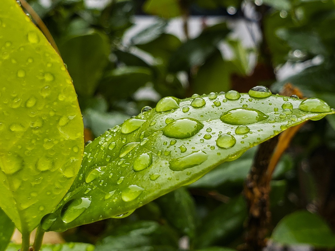 Wet Leaf Nature Free photo on Pixabay Pixabay