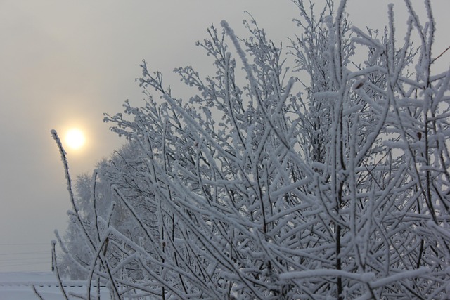 Free Winter Frost photo and picture