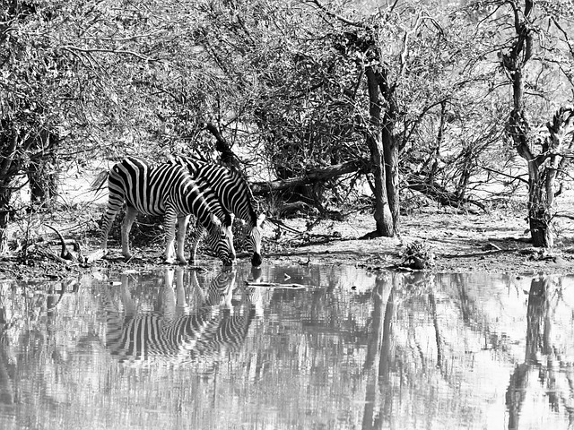 Zebra, Südafrika, Tierwelt, Afrika