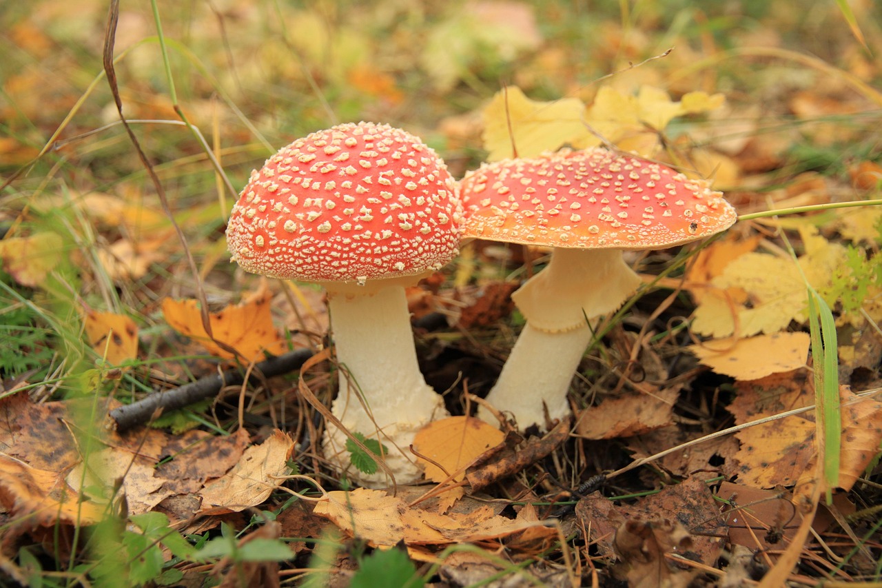 Fluesvamp Mushroom Skoven - Gratis foto på Pixabay - Pixabay