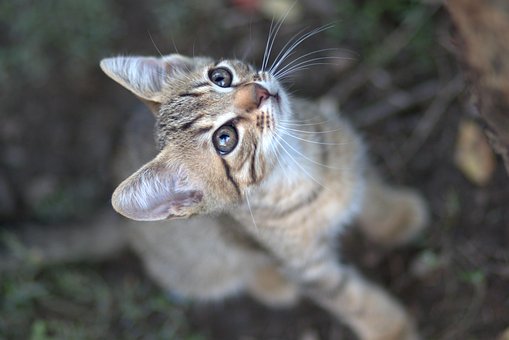 Katten, Lille, Feline, Yndig, Animeret